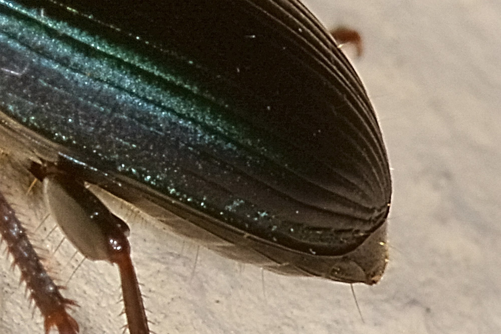 Harpalus sp.?  S !, Harpalus honestus  (Carabidae)